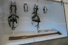 Harness