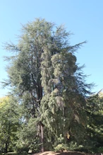 A tree in front garden
