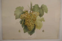 Painting of different varieties of grape
