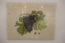 Painting of different varieties of grape
