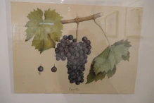 Painting of different varieties of grape