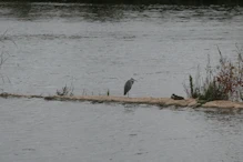 Grey heron on the weir wall