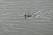 A cormorant that just swallowed a fish