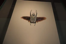 An eastern goliath beetle