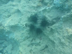 Very spiny sea urchins