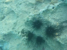 Very spiny sea urchins