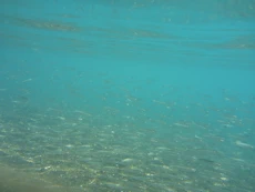 School of little fish