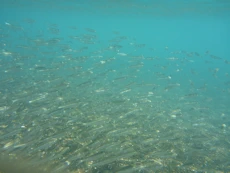 School of little fish