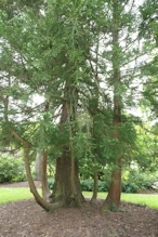 Unusual looking tree