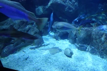 National Marine Acquarium