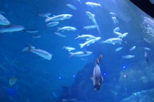 National Marine Acquarium