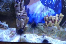 National Marine Acquarium