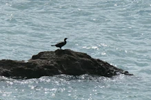 Cormorant on walk to the castle