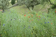 Some wild flowers near the castle