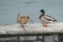 Ducks on harbour wall