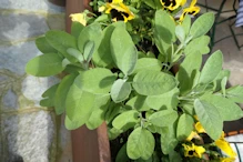 Broad leafed sage