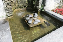 Villa Carlotta with tortoises