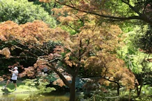 Fantastic garden of mature trees etc