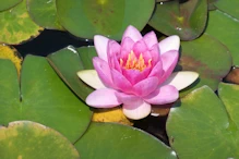 A waterlilly