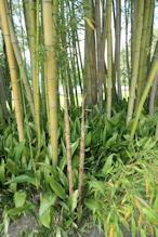 Bamboo shoots for dinner?