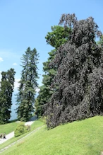 Fantastic garden of mature trees etc