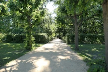 Path through trees