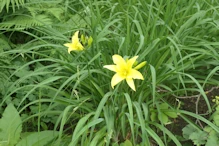 Yellow lily