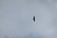 An eagle