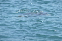 Large turtle ducking under the water 