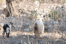 Shaggy goat