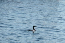 Cormorant