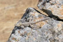 Lizard on rock