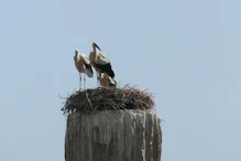 Stork nest on top of column