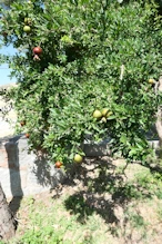 Pomegranate tree