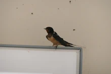 A swallow resting on toilet door