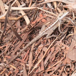 little lizard