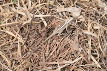 Little lizard