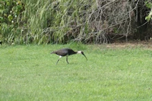 Glossy ibis