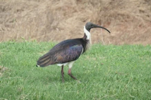Glossy ibis