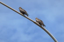 Black kites