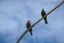 Black kites