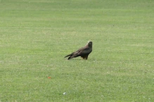 Black kite