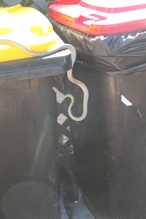 Golden tree snake on a bin in our resort