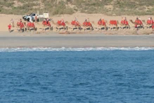 A camel ride on Cable Beach