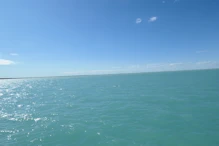 Snub fin dolphin first sight