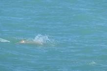 Snub fin dolphin