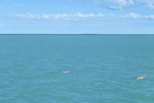 Snub fin dolphin