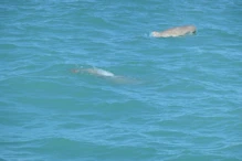 Snub fin dolphin