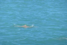 Snub fin dolphin