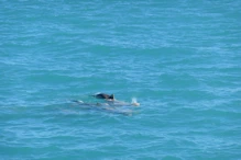Snub fin dolphin